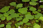 Mountain meadow-rue